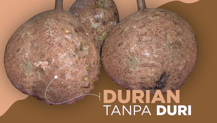 Penampakan durian tanpa duri alias durian gundul (Foto: Dok.Kementan)