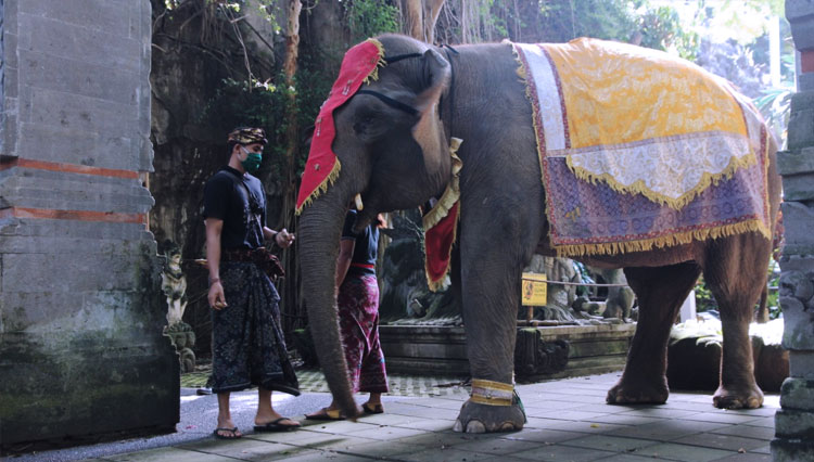 Bali Safari Gelar Tumpek Kandang Secara Sederhana Times Indonesia