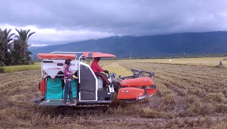 Bupati Merauke saat berada di sawah warga. (Foto:Kementan RI)