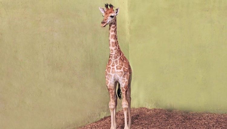 Corona, the baby giraff which just born recently at Bali Safari and Marine Park. (Photo: Bali Safari Park)