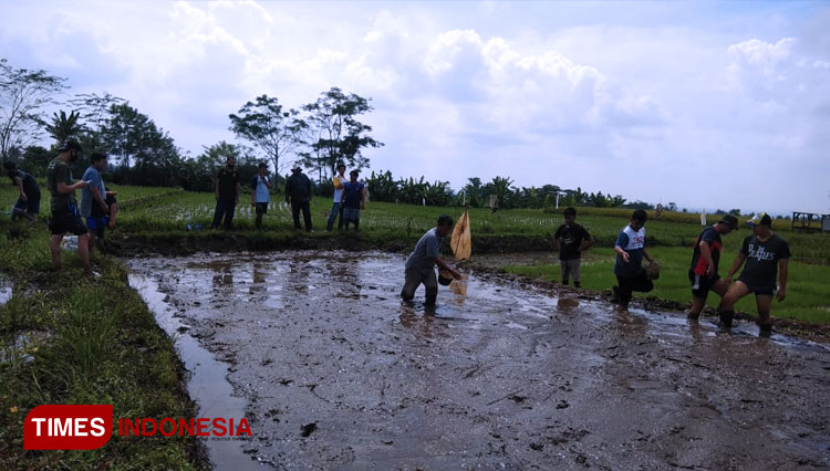 Caption : Kelompok Pemuda Tani dalam mengolah lahan bengkok Desa untuk ditanami padi. (FOTO : Pemuda Tani Desa Lengkong For TIMES Indonesia)