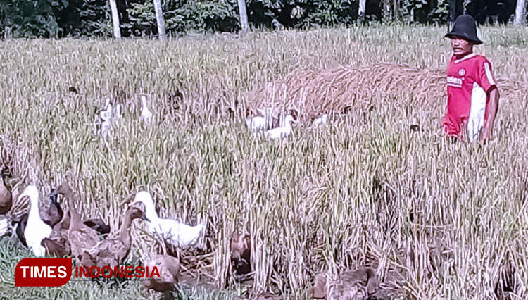 BLT Dana Desa Benelan Lor, Peternak Bebek Miskin Tak Dapat Bantuan