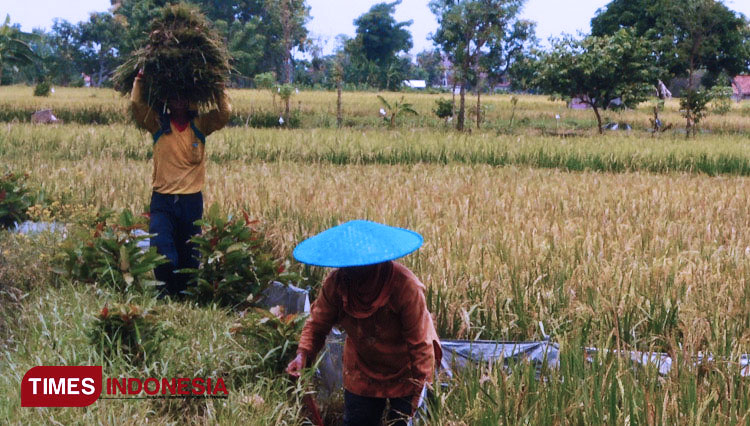 Petani Gresik sedang panen padi. (FOTO: Dok.TIMES Indonesia)