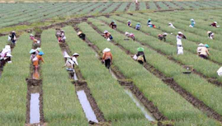 Ilustrasi: Petani menanam padi. (Foto:koranmu)