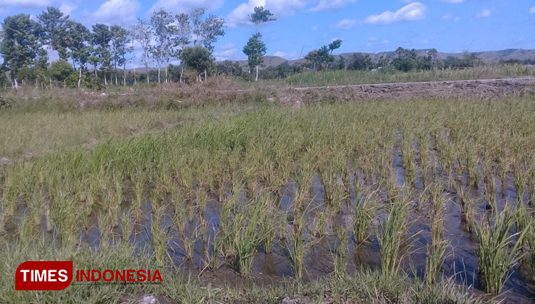 Petani di Kelurahan Mauliru gagal panen karena sawah dan kebun diserang hama belalang kumbara. (FOTO: Habibudin/TIMES Indonesia)