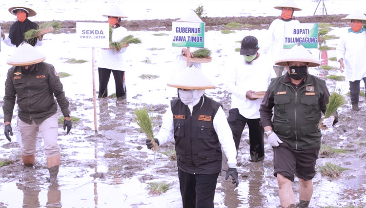 Gubernur Khofifah turun langsung mengawali tanam padi musim kemarau di Desa Bangun Jaya, Kecamatan Pakel, Kabupaten Tulungagung, Minggu (7/6/2020).(Foto : Lely Yuana/TIMES Indonesia) 