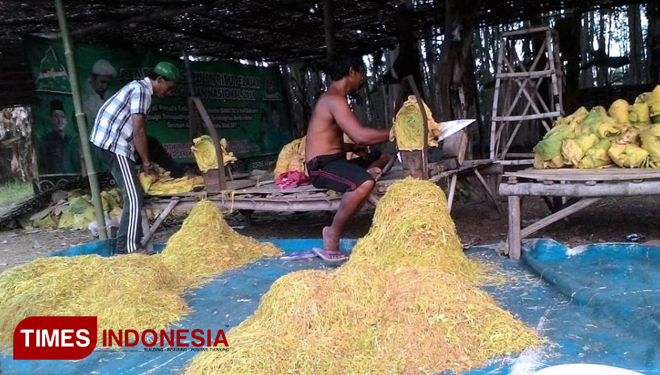 Belalang kembara menyerang lahan warga hingga berhamburan di jalan-jalan di Desa Mekitimbi, Kecamatan Pandawai, Kabupaten Sumba Timur NTT. (FOTO: Habibudin/TIMES Indonesia)