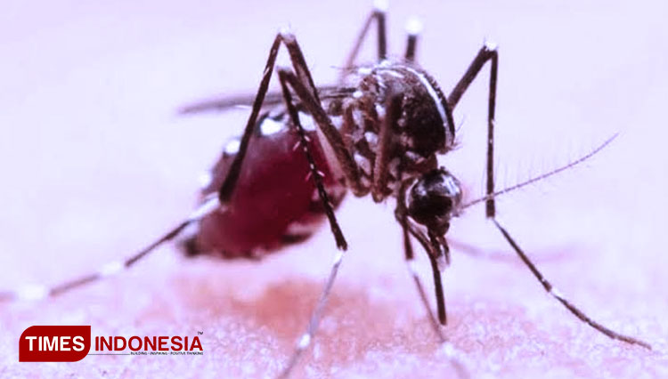 Nyamuk Aedes aegypti penyebab Demam Berdarah. (FOTO: dok. TIMES Indonesia) 