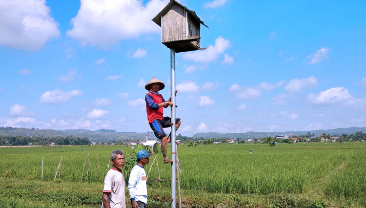 Kelompok Tani Sumberharjo memanfaatkan sarang burung hantu yang dipasang di tengah area persawahan, Selasa (16/6/2020). (Foto: Kelompok Tani Sumberharjo)