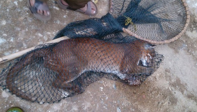 Kucing emas yang terjerat perangkap babi di Agam Sumbar. (Foto: Kumparan)