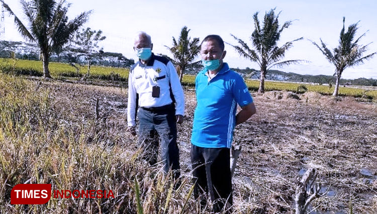 Kementerian terus dampingi petani (pelaksanaan ubinan). (FOTO: AJP TIMES Indonesia)