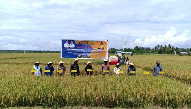 Suasana panen raya padi sawah oleh Bupati Halmahera Utara Ir Frans Manery bersama Forkopimda. (Foto: Dinas Pertanian Halut)