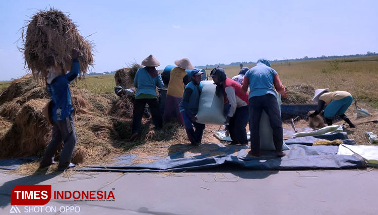 Suasana panen padi di Desa Donorejo, Kecamatan Karangtengah, Kabupaten Demak, Senin (29/6/2020). (FOTO; Agus Romli for TIMES Indonesia)