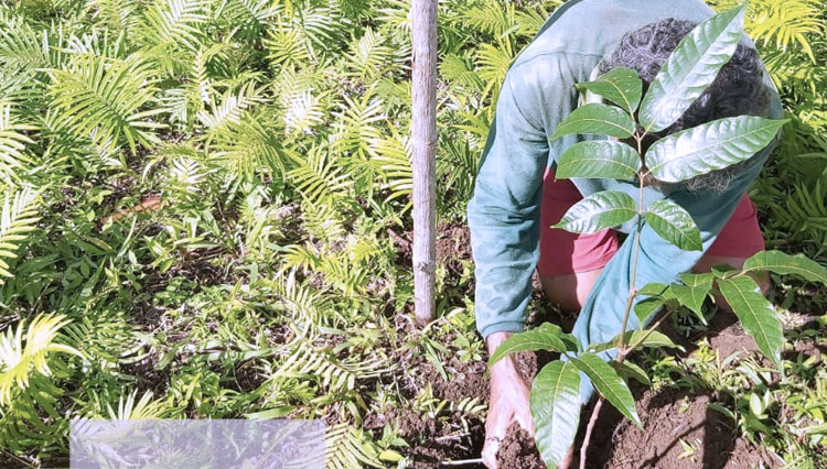 Proses penanaman pohon untuk reboisasi Hutan Lindung Pulau Morotai. (Foto: KPH Pulau Morotai)