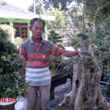 Kampung Bonsai Desa Sambungmacan Sragen Jadi Rujukan Para Pecinta Pohon Kerdil