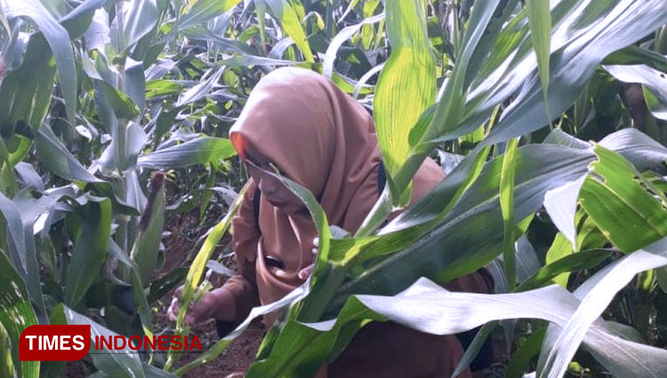petani-jagung-3.jpg