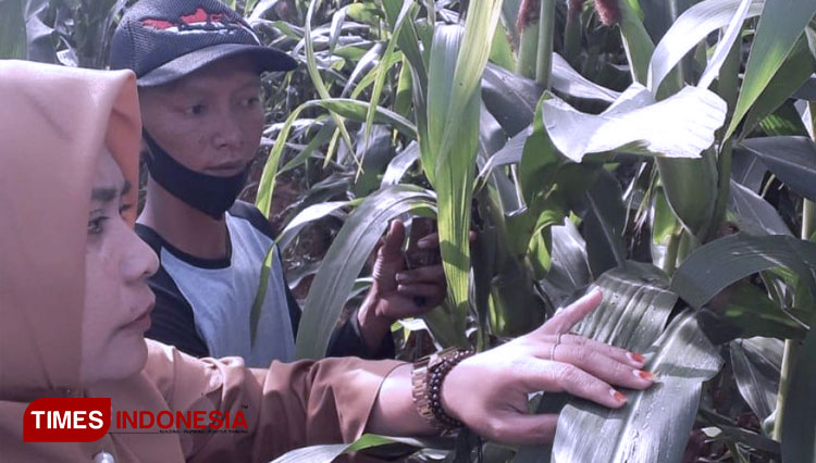 petani-jagung.jpg