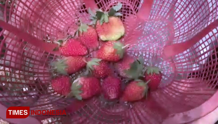 Wisata-petik-strawberry-b.jpg