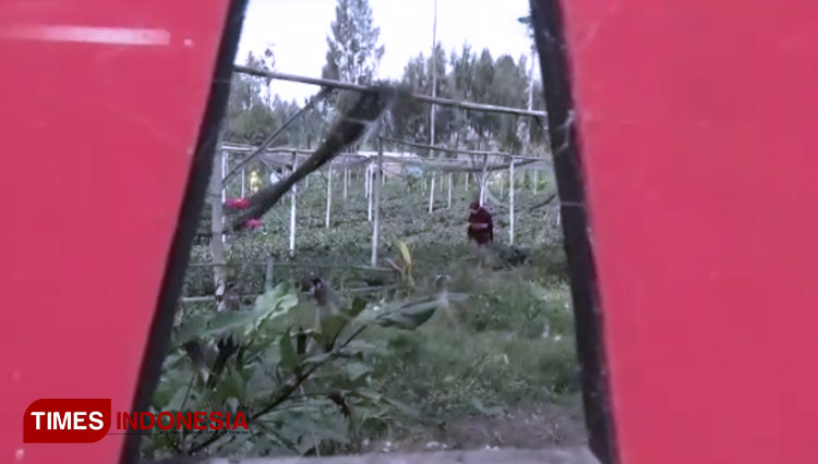 Wisata-petik-strawberry-c.jpg