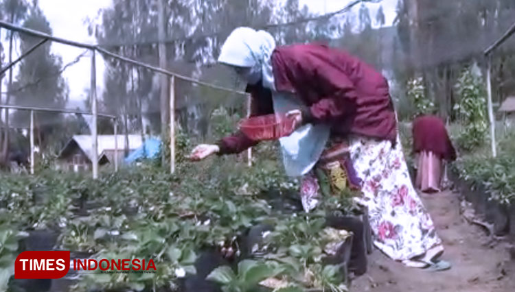 Wisata petik strawberry di Desa Jetak mulai menggeliat. (FOTO: Happy/TIMES Indonesia)