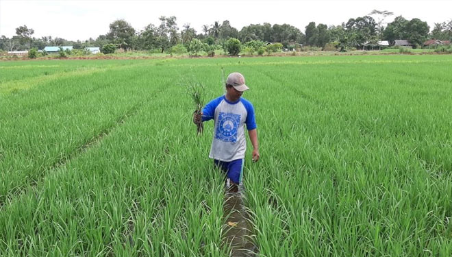 Kementan RI Benih Padi Inpara 2 Jadi Primadona di Lahan 