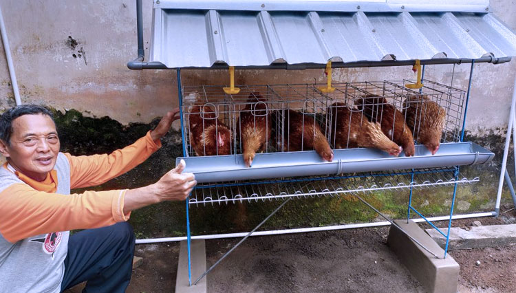 Pelihara Ayam Petelur skala kecil Dapat Memenuhi Kebutuhan Gizi Mandiri