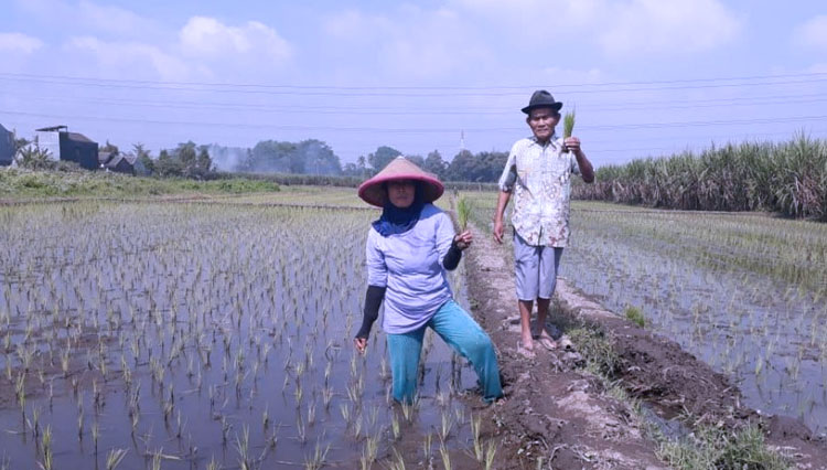BBPP Gapai Pintu  Gerbang  Lumbung Pangan TIMES Indonesia BBPP Gapai Pintu  Gerbang  Lumbung Pangan TIMES Indonesia