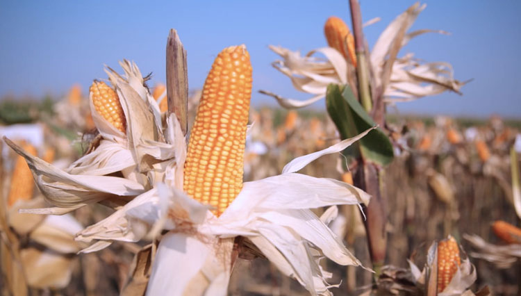 Kementan Ri Genjot Penggunaan Varietas Jagung Produksi Tinggi Times Indonesia 8580