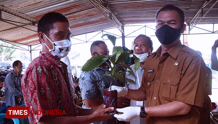 Wali Kota Pagaralam, Kak Pian menyalurkan bantuan bibit kopi robusta dan bantuan benih padi inbrida (FOTO: Asnadi/ TIMES Indonesia)