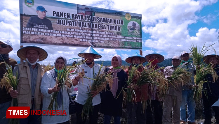 Kabupaten Halmahera Timur melakukan panen perdana korporasi benih padi varietas Mekonggo. (FOTO: Kementan RI for TIMES Indonesia)