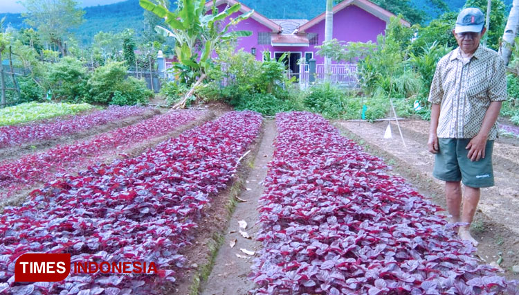 Yusup, salah satu petani bayam yang sedang menunjukan bayam siap panen miliknya. (Foto: Iwan Marwan/ TIMES Indonesia) 