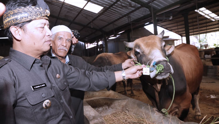 Bupati Bandung Dadang M Naser meninjau peternakan sapi untuk hewan kurban. (Foto: Humas Pemkab Bandung for TIMES Indonesia)