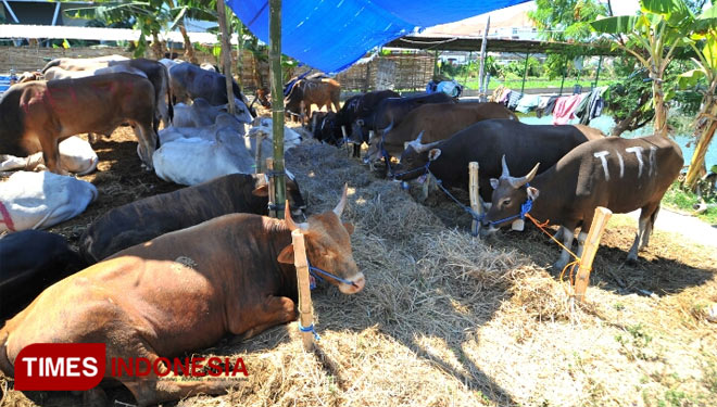 ilustrasi hewan kurban. (foto: Dok. TIMES Indonesia)