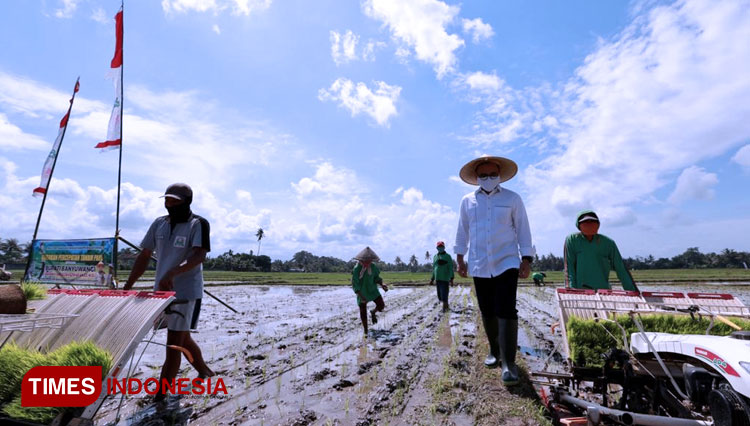 Bupati Banyuwangi Abdullah Azwar Anas sedang meninjau lahan pertanian. (Foto: Rizki Alfian/TIMES Indonesia)