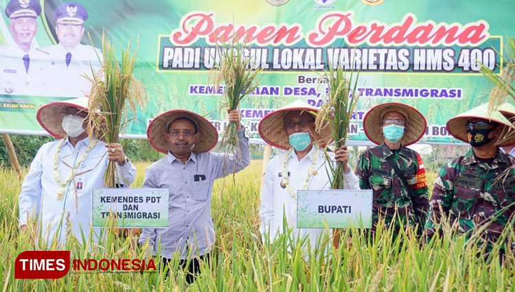 Staff Ahli Menteri Bidang Hubungan antar Lembaga, Dr. Suprapedi bersama Bupati Bondowoso KH Salwa Arifin panen perdana varietas padi unggul HMS 400 di Desa Suger Lor (FOTO: Moh Bahri/TIMES Indonesia).