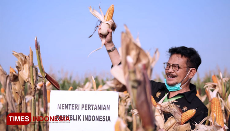 Mentan RI Syahrul Yasin Limpo saat melakukan panen raya jagung di Kabuoaten Dompu. (FOTO: Kementan RI for TIMES Indonesia)