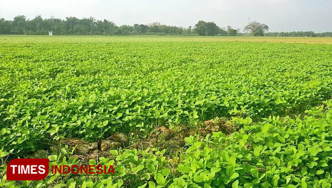 Bersama Pakar, Kementan RI Bahas Upaya Pengembangan Kedelai Lokal