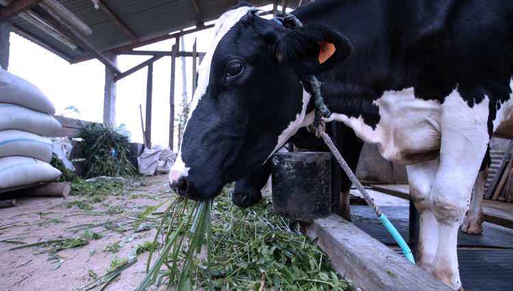 sapi-b.jpg