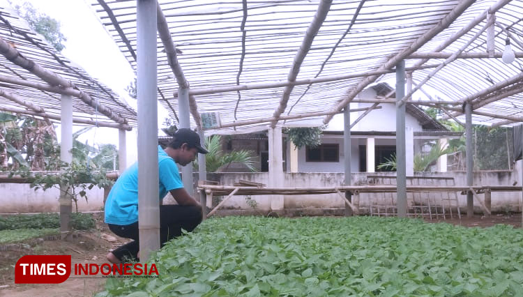 Para warga Dusun Wedani, Desa Badang, Kecamatan Ngoro, Jombang, pelaku usaha penyemaian dan penjualan bibit tanaman yang tidak terdampak Covid-19. (FOTO: Moh Ramli/TIMES Indonesia)