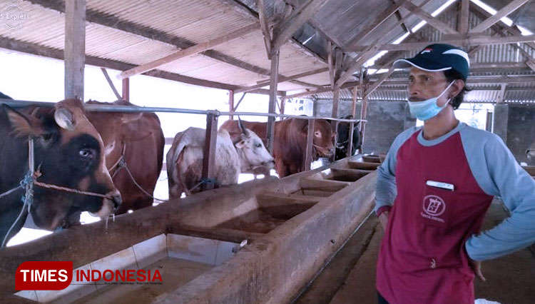 Sapi di peternakan milik H Soleh Desa Campurejo Panceng (Foto: Akmal/TIMES Indonesia)