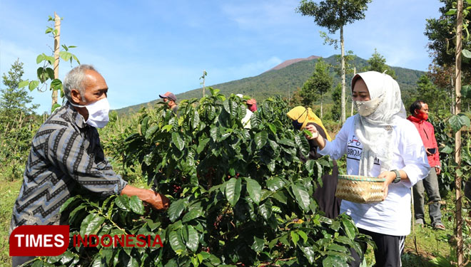 Bupati Purbalingga Dyah Hayuning Pratiwi bersama petani kopi memanen kopi arabika gunung malang di desa serang purbalingga( Samyono For times Jateng)