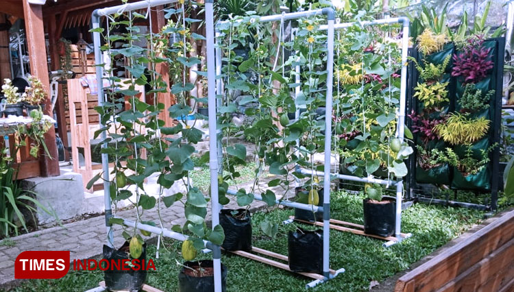 kebun-hidroponik-3.jpg