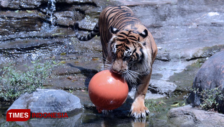 Sumatran tiger at Batu Secrets Zoo plays with a ball in his exhibit on Tiger Day. (PHOTO: Aditya Hendra Permana/TIMES Indonesia)