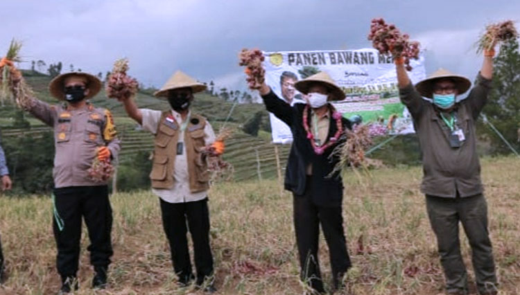 Menteri Pertanian Republik Indonesia (Mentan RI), Syahrul Yasin Limpo saat menghadiri kegiatan panen bawang merah di Sulawesi Selatan. (Foto: Humas Kementan RI)