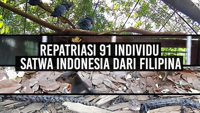 Repatriasi satwa endemik Indonesia. (foto: instagram Kementerian LHK) 