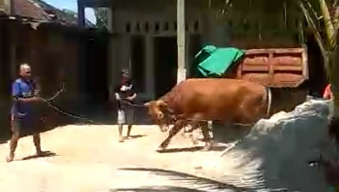 Seekor sapi mengamuk usai diturunkan dari truk, di Desa Semanding, Jenangan, Ponorogo. (Foto: Capture video/TIMES Indonesia)
