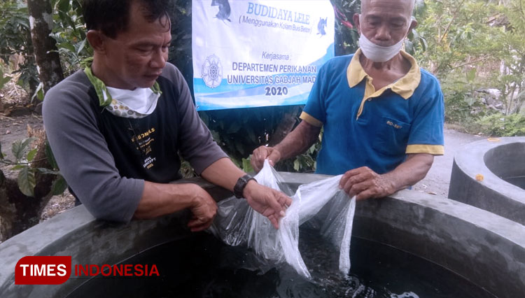 Suasana melepas benih ikan lele di buis beton di Dusun Kandang Sari, Sukoharjo, Ngaglik, Sleman, DIY. (FOTO: Fajar Rianto/TIMES Indonesia)
