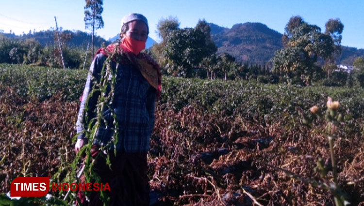 Salah seorang tokoh masyarakat Dieng Banjarnegara saat mengamati pohon kentang yang terimbas ebun es atau frost. (FOTO : Digdo Subagyo for TIMES Indonesia)