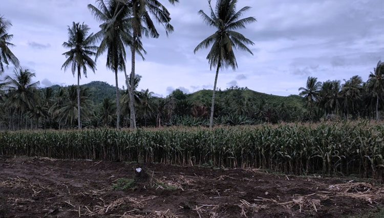 Salah satu ladang yang biasa digunakan bercocok tanam oleh masyarakat terdampak banjir (foto: Humas Kementan RI)