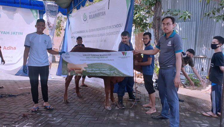 PT Rifan Financindo Berjangka (RFB) Surabaya saat menyerahkan dua ekor sapi sebagai hewan kurban kepada Pondok Pesantren Tahfidz Quran Sulaimaniyah Surabaya, Kamis (30/7/2020) kemarin. (Foto: dokumen RFB) 